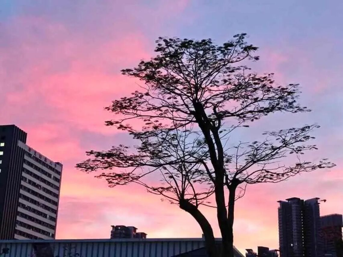 吴老师批语:粉调晚霞具有氛围感,树影构图规整,对比鲜明